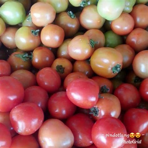 Local Organic Tomato Kamatis Order Price Kilo Farm2metro