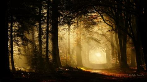 The Secret Forest By Nelleke On Deviantart