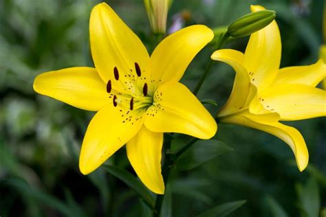 Flowers are also called the bloom or blossom of a plant. Fascinating Meaning and Symbolism of Lily Flowers and Colors | Florgeous