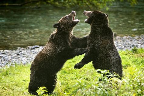 Two Grizzly Bears Fighting Photograph By Richard Wear Pixels