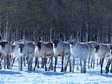 Visit The Reindeer Herd Visit Rovaniemi