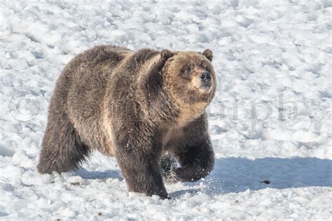 Grizzly Bear Walking In Snow Tom Murphy Photography