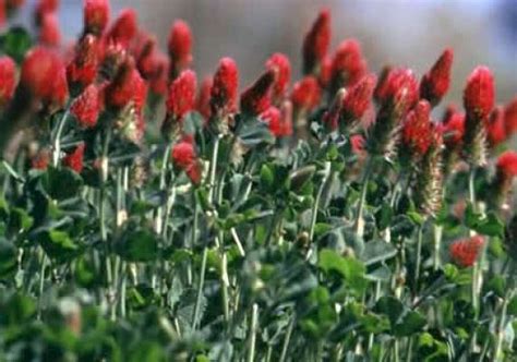 Red And Orange Texas Wildflowers Best Flower Site