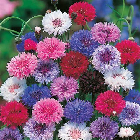 50 Seeds Bachelors Button Flower Seeds Double Mixed Etsy
