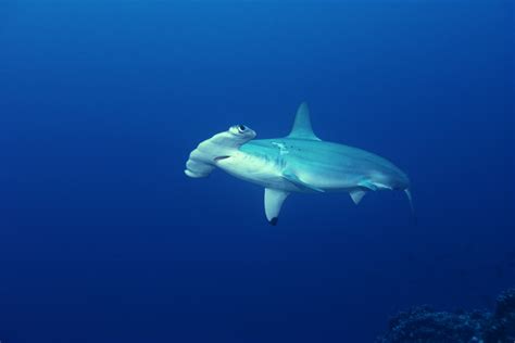 Their pattern of hunting is to swim along at join us as we take an interesting look at some of the most popular fake shark pictures that have been circulated online for years. What Is a Hammerhead Shark's Behavior Like? | Sciencing