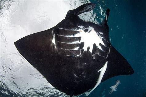 Worlds Oldest Known Manta Ray Spotted Again On Great Barrier Reef