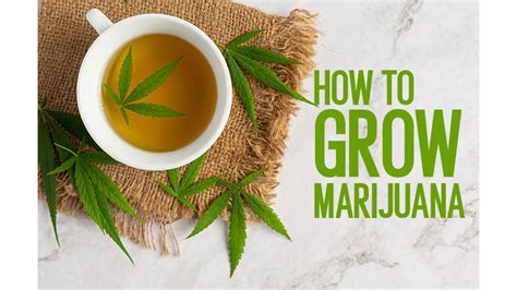 How To Grow Cannabis A Step By Step Beginners Guide To Growing