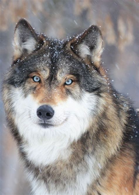 Galería De Lobos Wolf Dog Wolf Photos Animals Wild