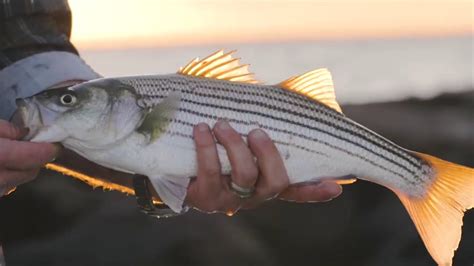 Striped Bass Catch And Release Tips Help Save Striped Bass Youtube