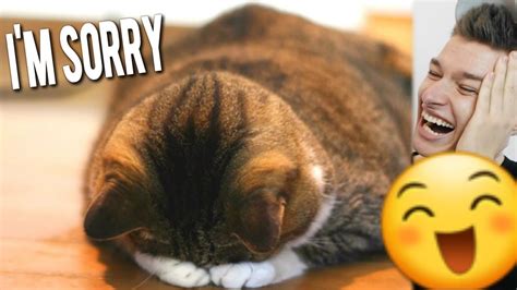 Funny Cats Saying Sorry For Being Bad Youtube