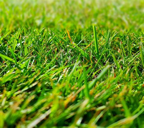Grass Wallpaper 4k Green Grass Wallpapers Top Free Green Grass