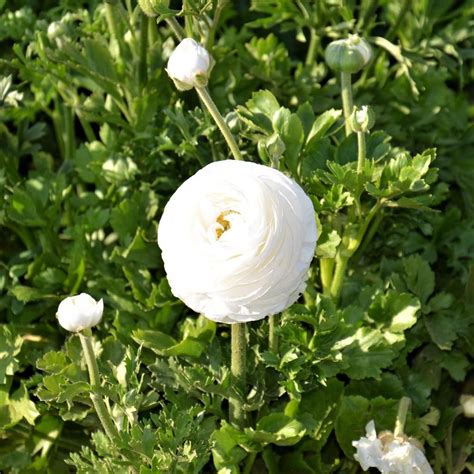 Tecolote Ranunculus White Bulbs For Sale White Ranunculus Easy To