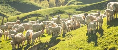 Drought Drops New Zealand Lamb Drop And Flock Sheep Central