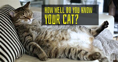 How Well Do You Know Your Cat Playbuzz