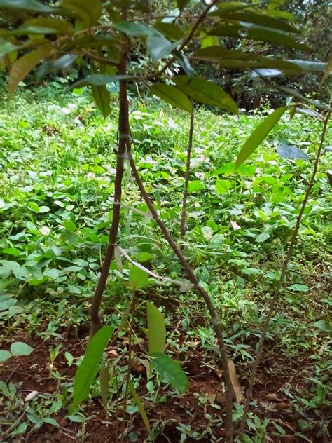 Cara menanam durian dari biji yang pertama ialah memilih benih durian montong yang berkualitas. TEKNIK BARU BUDIDAYA DURIAN