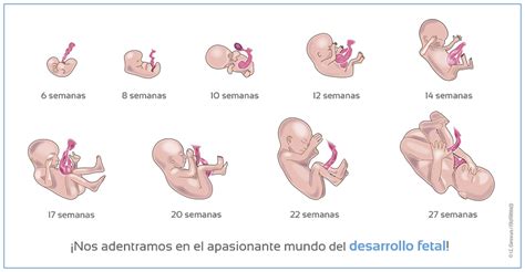 el desarrollo del feto semana a semana