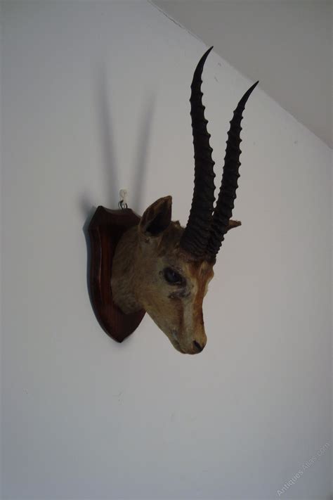Antiques Atlas Antique Antelope Head On Oak Shield Shaped Plaque