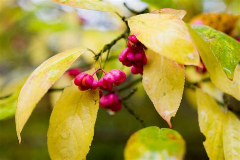 The fruit of the poisonous tree doctrine was first held applicable to fourth amendment violations in the landmark case wong sun v. Fruit of the Poisonous Tree | Criminal Defense Attorney ...