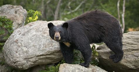 Black Bears Already On The Move In Wnc