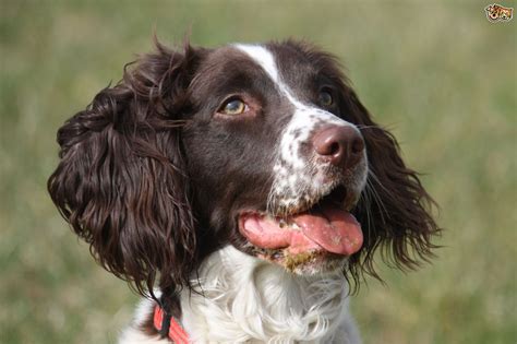 Is a springer spaniel the right choice of dog for you? | Pets4Homes