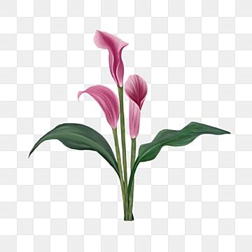 Calla Lily Hd Transparent Calla Lily Lily Plant Lily Flower Lily
