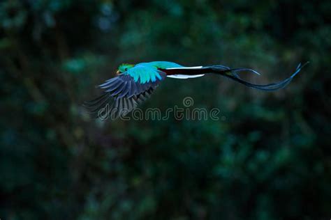 Flying Resplendent Quetzal Pharomachrus Mocinno Savegre In Costa Rica