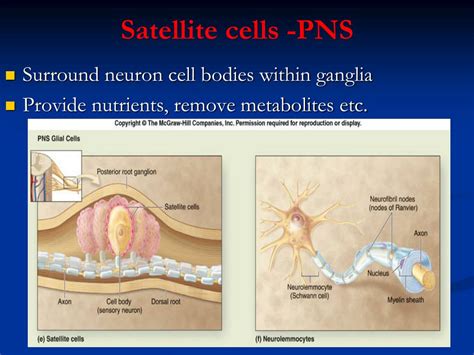 Ppt Chapter 14 Nervous Tissue Powerpoint Presentation Free Download