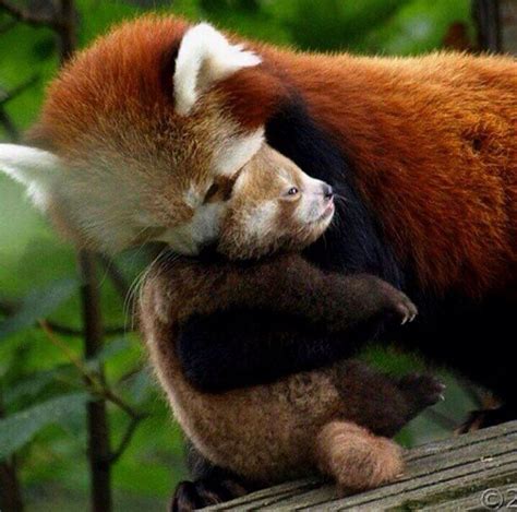 Image Intégrée Cute Animals Panda Hug Baby Animals