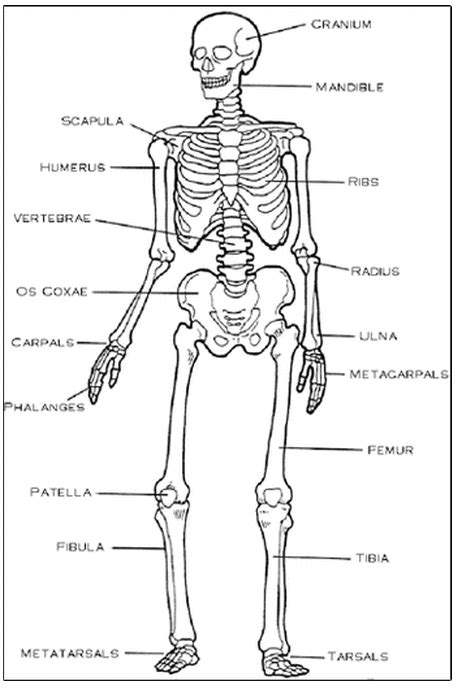 Skeletal System