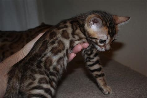 We have some beautiful munchkin kittens,11 weeks old, these munchkin kittens are current on their vaccinations and veterinary comes with all necessary. EnchantedTails Bengal Cats ~ Trixie Belle's Available ...