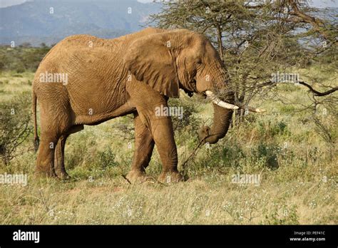 Bull Elephant Feeding On Acacia Tree Samburu Game Reserve Kenya Stock