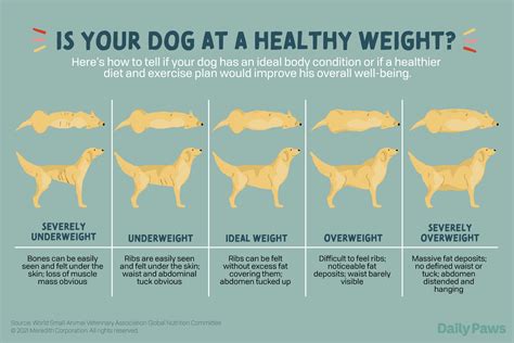 Dog Weight Chart How To Determine Your Dogs Healthy Weight And Body