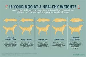 Dog Weight Chart How To Determine Your Dog 39 S Healthy Weight And Body
