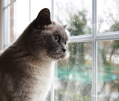 Being able to identify a feral gives you the opportunity to provide food and outdoor shelter to a cat who is ultimately happier and healthier living outdoors. Why Your Cat Should Stay Indoors: Part I