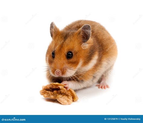 Syrian Hamster Goldhamster Mesocricetus Auratus Royalty Free Stock