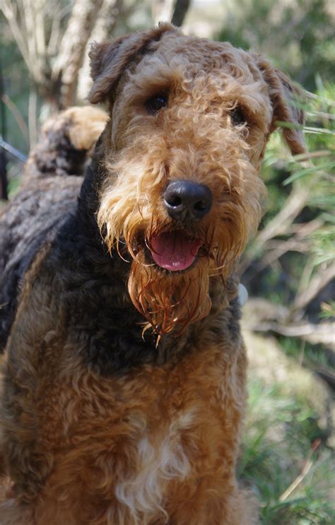 Airedale Terrier Dog Breed Information And Images Artofit
