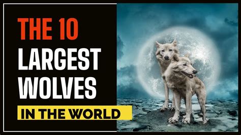 The 10 Largest Wolves In The World A Giant From 1939 Youtube