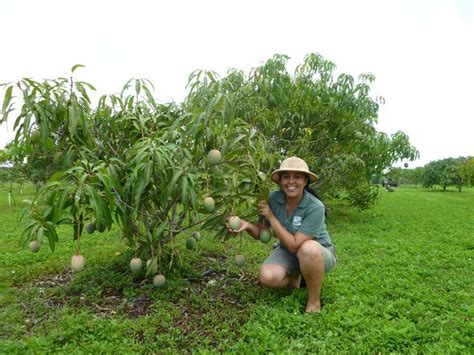 Detailed Information On Mango Tree Care Plants And