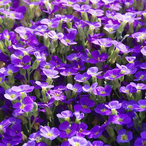 February Birth Flower Violet Lucys Florist