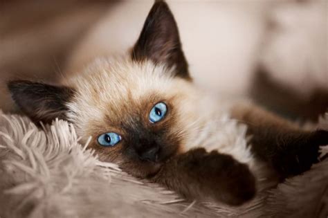 8 Lovely Cat Breeds With Blue Eyes That Cuddly Cat