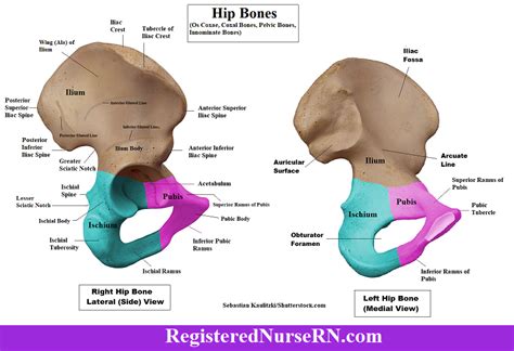Anatomy Of The Hip Bones Os Coxae Pelvic Girdle Ilium Ischium And