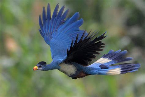 Birds are in the class aves, which contains over 9,500 species divided. Turaco : National Bird Of Switzerland | Interesting Facts ...