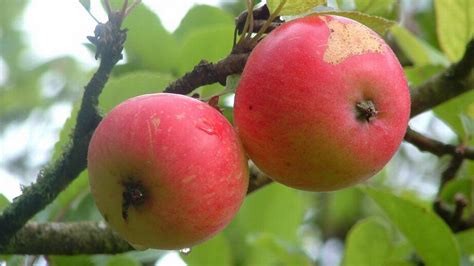 Why Apples Are Dropping Fruit Belleville News Democrat
