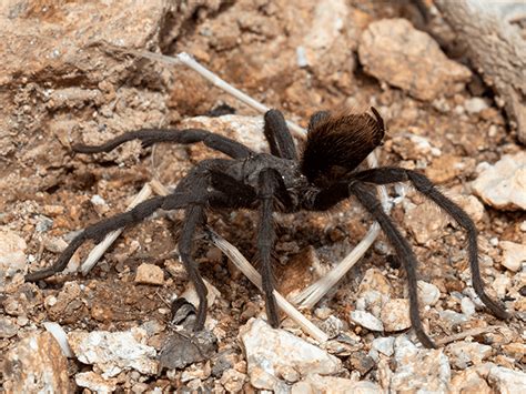 A Complete Guide To Arizona Brown Spiders Brown Spiders In Az