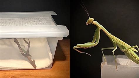 How To Set Up A Praying Mantis Cage Enclosure For An Adult Mantis