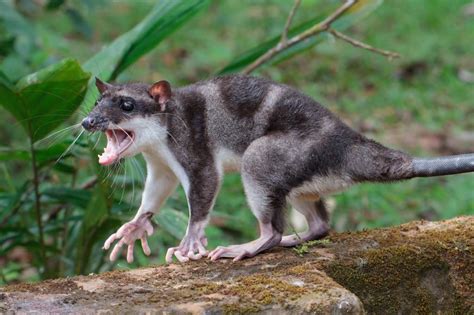 Suzys Animals Of The World Blog The Brown Eared Wolly Opossum