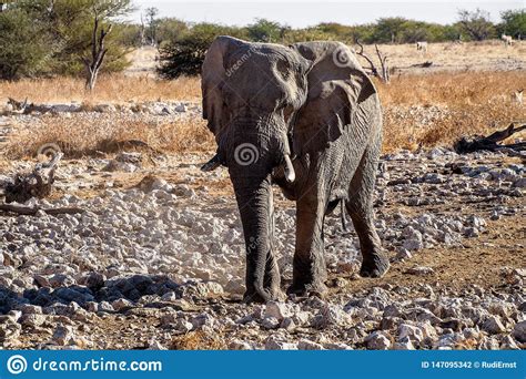African Elephant Loxodonta Africana In Etosha National Park Namibia