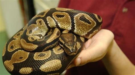 Edmonton Zoo Employee ‘doing Well Following Burmese Python Bite