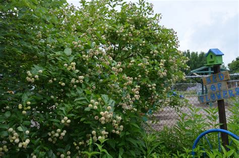 Buttonbush Offers Year Round Interest What Grows There Hugh Conlon