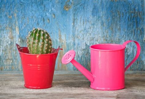 Growing your cactus from pads propagation is one of the easiest and popular methods to quickly expand your collection. How Fast Do Cactus Grow? (How To Make It Grow Faster)